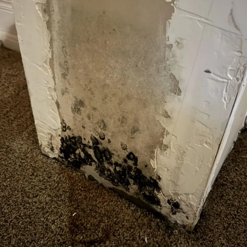 Professional Mold Removal in Port Barrington, IL